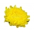 Nasiona Chryzantema żółta szt.5 N184