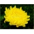 Nasiona Chryzantema żółta szt.5 Nxx184