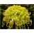Nasiona Chryzantema żółta szt.5 Nxx184