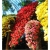 Nasiona Chryzantema zwisła czerwona szt.10 Nxx324