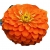 Nasiona Cynia pomarańczowa szt.10 N495