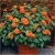 Nasiona Cynia pomarańczowa szt.10 Nxx495