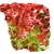 Nasiona Dąb czerwony amerykański szt.2 N248