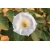 Nasiona Bieluń datura biała szt.10 Nxx687
