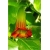 Nasiona Datura czerwona szt.5 Nxx202