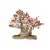 Nasiona Drzewo koral bonsai szt.10 N381