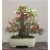 Nasiona Drzewo koral bonsai szt.10 Nxx381