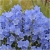 Nasiona Dzwonek ogrod niebieski szt.10 Nxx447