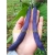 Nasiona Fasola fioletowa no GMO szt.4 Nxx581