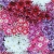 Nasiona Floks Drummonda różowy szt5 Nxx630