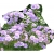 Nasiona Geranium Hardy Lato szt.5 N84