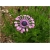 Nasiona Gerbera lila róż 10 szt.10 Nxx222