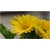 Nasiona Gerbera żółta afrykańska szt.10 Nxx483