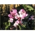 Nasiona Hiacynt pnący różowe szt.5 Nxx530