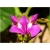 Nasiona Hiacynt pnący różowe szt.5 Nxx530