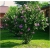 Nasiona Hibiskus ketmia lila-róż szt.5 Nxx267