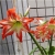 Nasiona Amarylis wspaniały szt.5 Nxx170