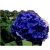 Nasiona Hortensja ciemnoniebieska szt.4 N364