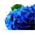 Nasiona Hortensja ciemnoniebieska szt.4 Nxx364