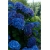 Nasiona Hortensja ciemnoniebieska szt.4 Nxx364
