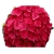 Nasiona Hortensja czerwona fryzowana szt.4 N363
