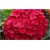 Nasiona Hortensja czerwona fryz szt.4 Nxx363
