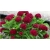 Nasiona Hortensja czerwona fryz szt.4 Nxx363