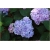 Nasiona Hortensja niebies-różowa szt.4 Nxx362