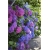 Nasiona Hortensja niebies-różowa szt.4 Nxx362