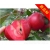 Nasiona Jabłko czerwone szt.5 Nxx26