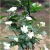 Nasiona Jaśmin arabski biały szt.3 Nxx584