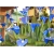 Nasiona Kalijka niebieska szt.5 Nxx150