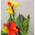 Nasiona Kanna czerwono-żółte liście szt.3 Nxx213