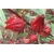 Nasiona Ketmia szczawiowa szt.5 Nxx121