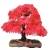 Nasiona Klon na bonsai mix szt.10 N129
