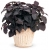 Nasiona Koleus czarny szt.10 Nxx374