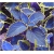 Nasiona Koleus niebiesko-biały szt.10 Nxx366