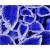 Nasiona Koleus niebiesko-biały szt.10 Nxx366