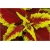 Nasiona Koleus żółto-czerwony szt.5 Nxx306