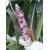 Nasiona Kukurydza fioletowa tęcza szt.4 Nxx340