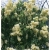 Nasiona Lilak bez żółty szt.10 Nxx418
