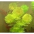 Nasiona Limnofila do akwarium szt.10 Nxx654