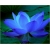 Nasiona Lotos niebieski water lily seeds