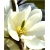 Nasiona Magnolia pośrednia biała szt.3 Nxx636