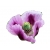 Nasiona Mak fioletowy ogrodowy szt. N563