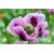 Nasiona Mak fioletowy ogrodowy szt. Nxx563