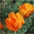 Nasiona Mak pomarańczowy szt.5 N562