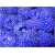 Nasiona Malina niebieska szt.10 Nxx58