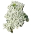Nasiona Żagwin pnący biały szt.5 N644