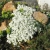 Nasiona Żagwin pnący biały szt.5 Nxx644